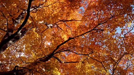 a stunning display of vibrant autumn foliage in japan, where sunlight gently filters through the colorful leaves.