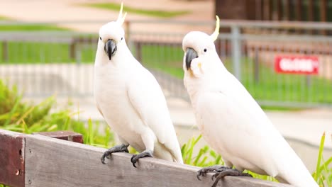 dos cacatúas interactuando en una valla de madera