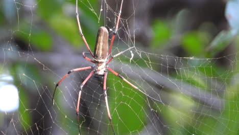 araña en la web esperando orar.