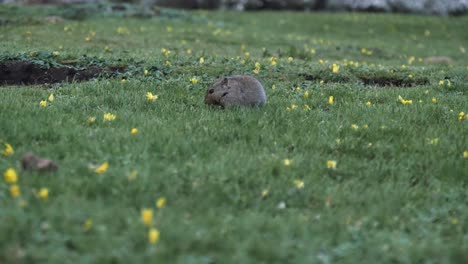 Niedliche-Fette-Eisratte-Sucht-Inmitten-Von-Grünem-Gras-Und-Gelben-Blumen-Nach-Nahrung