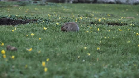 linda rata de hielo gorda busca comida en medio de hierba verde y flores amarillas