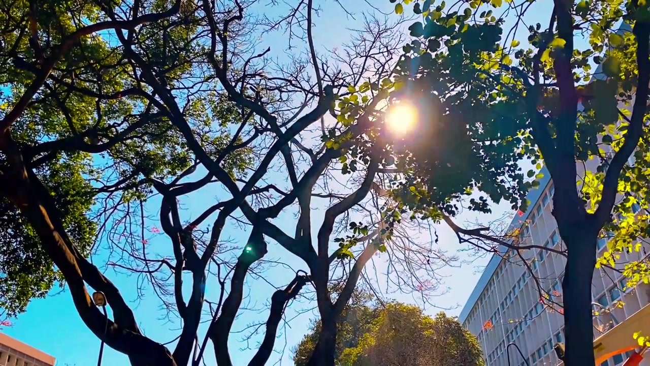 Um arborista poda uma árvore e derruba pedaços de tronco.