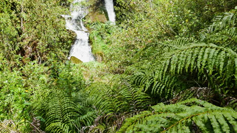 magical waterfall flowing down green growing mountains with fern during sunlight in new zealand rainforest - waihi falls in summer