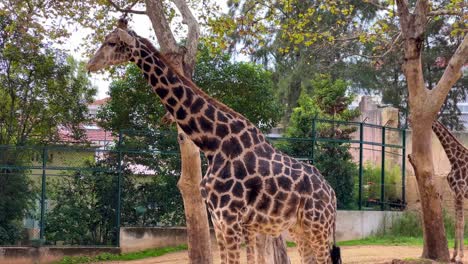 close-up de girafa no zoológico de lisboa, em portugal, durante o dia