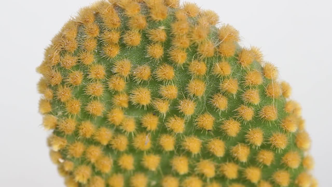 closeup of cactus plant isolated in white backgound, Succulent detail.