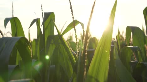 sun rays through the corns during golden hour. this shot is captured in slow motion at 120 fps.