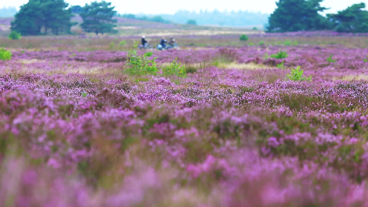 el elspeetsche heide es una reserva natural de 768 hectáreas, ubicada al norte de elspeet en el municipio de gelderland de nunspeet