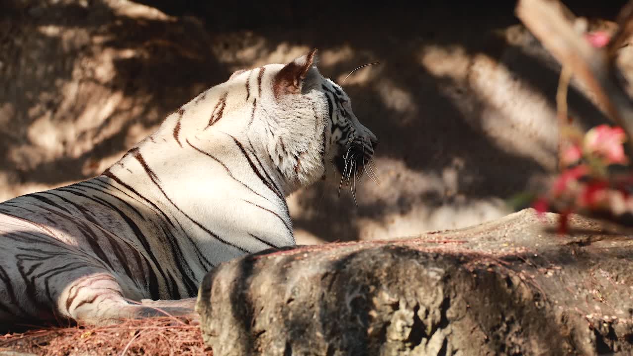 자연 서식지 에서 누워 있는  호랑이