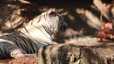 tigre blanco descansando en un hábitat natural