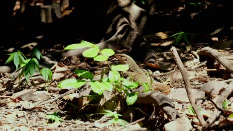 looking to the left seen from its back as insects fly around and then a bird, asian water monitor lizard varanus salvator