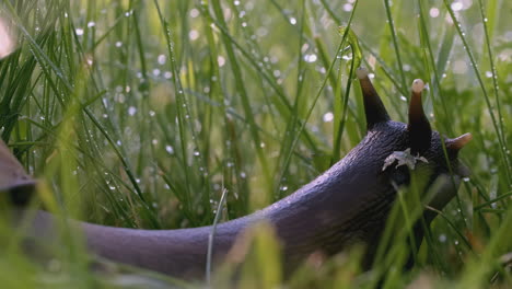 snail in dewy grass