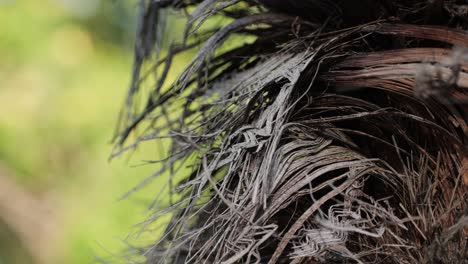close-up of fibrous tree trunk texture