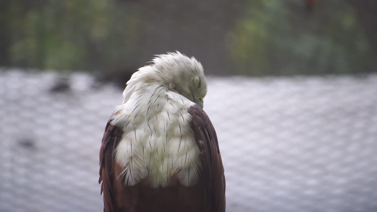 The Javan kite (Haliastur indus) is a species of bird of prey in the family Accipitridae.