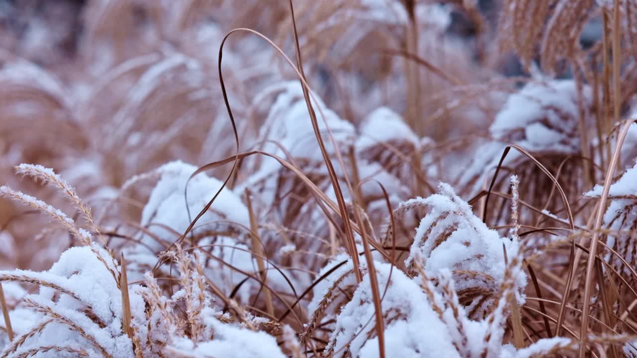 Erba lunga e dorata coperta di neve fresca, che ondeggia dolcemente nel vento invernale in Germania.