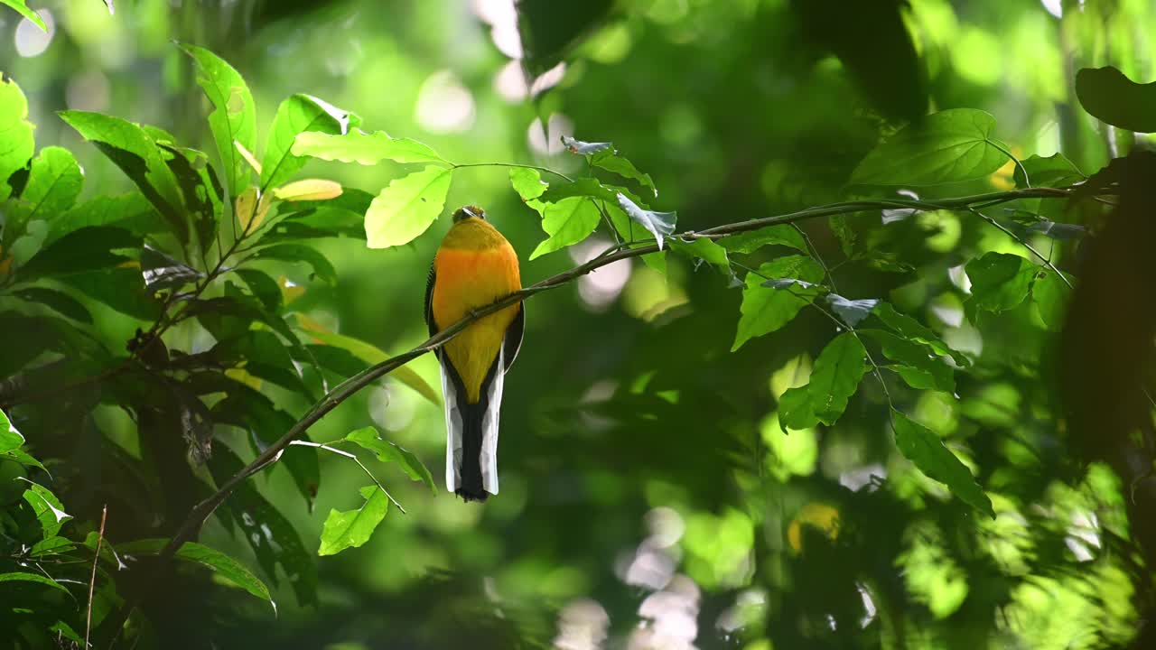 trogón de pecho naranja, harpactes oreskios, imágenes de 4k, parque nacional kaeng krachan