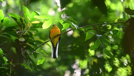 orange-breasted trogon, harpactes oreskios, 4k footage, kaeng krachan national park