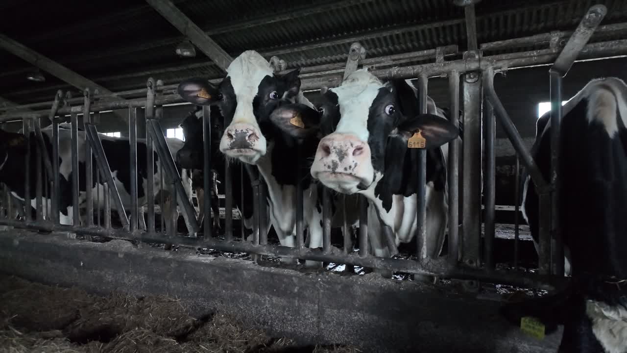 Slow motion footage showing winter livestock feeding inside a protected farm barn