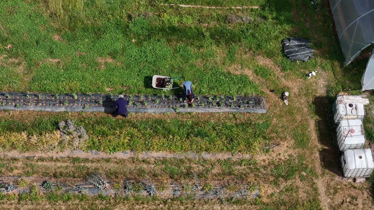 Farmers planting seedlings through black plastic mulch, transporting young plants by wheelbarrow amid agricultural setting with water tanks and farming equipment, slow motion shot