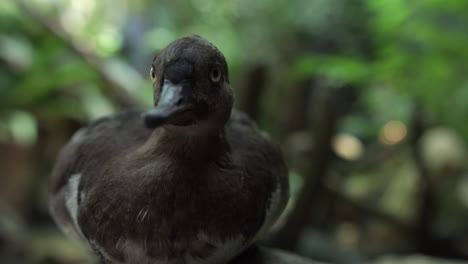 close up of a black duck in tampa bay, florida