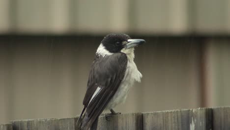 el pájaro carnicero sentado en la valla durante la lluvia australia gippsland victoria maffra