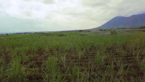 Una-Toma-Panorámica-Del-Campo-De-Caña-De-Azúcar-A-La-Carretera-Vacía-De-Izquierda-A-Derecha,-Rodeada-De-Hierba-Alta