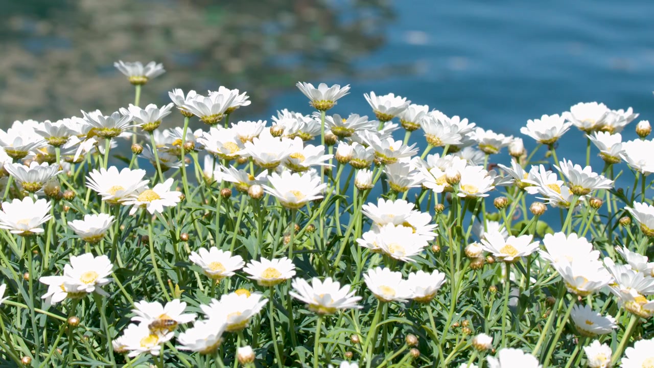 Nahaufnahme von weißen Gänseblümchen, die sich im Wind vor funkelndem blauem Hafenwasser wiegen