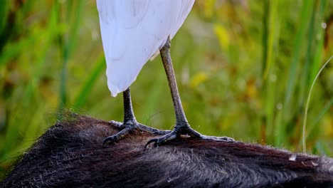 Close-up-shot-of-an-egrets-feet-standing-on-the-back-of-a-buffalo