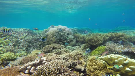 A-lively-coral-reef-teems-with-a-multitude-of-Sergeant-Major-fish-swimming-in-harmony-as-the-camera-glides-over-bottom