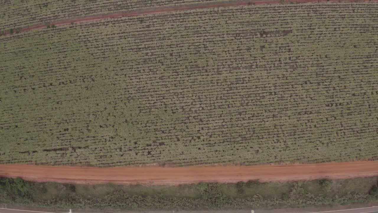 granja de caña de azúcar filmada por un dron - gran angular de vista superior