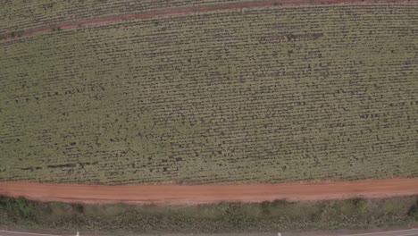 Granja-De-Caña-De-Azúcar-Filmada-Por-Un-Dron---Gran-Angular-De-Vista-Superior