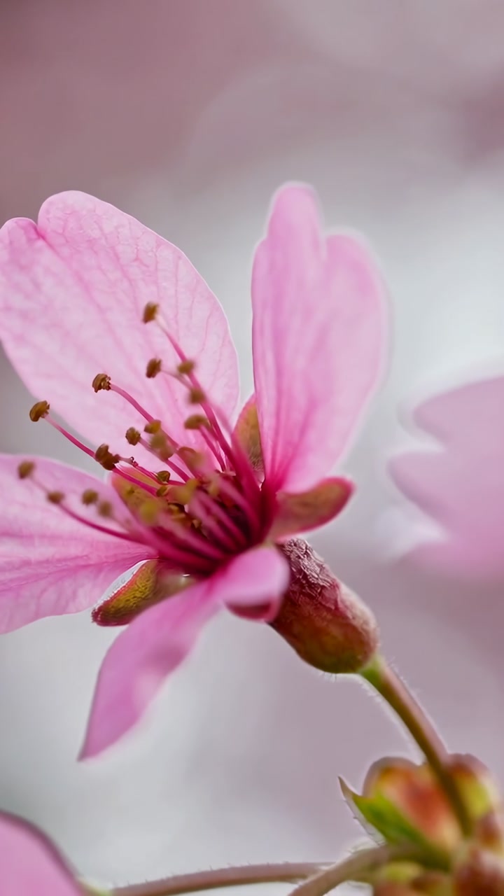 Vertical video: Pulling focus, camera revealing pink bloom at park with stamens, bud to show detail