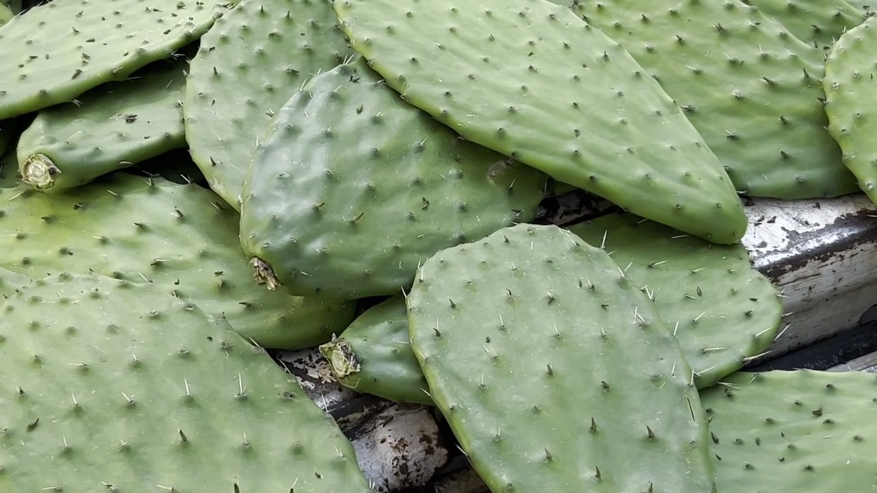 Pale di cactus fresche e verdi impilate strettamente in un ambiente esterno, pronte per l'uso o la vendita.