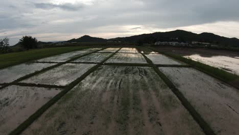 Reisfelder-Mit-Grün,-Das-In-Der-Landschaft-Aus-Dem-Wasser-Wächst