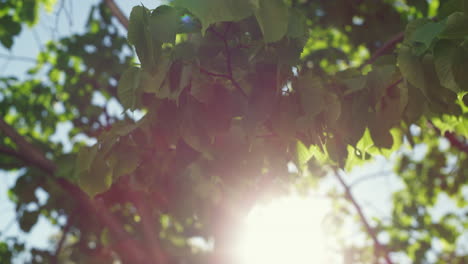 Green-leafs-swaying-on-wind-against-peaceful-blue-sky.-Tree-leafs-view-with-sun.