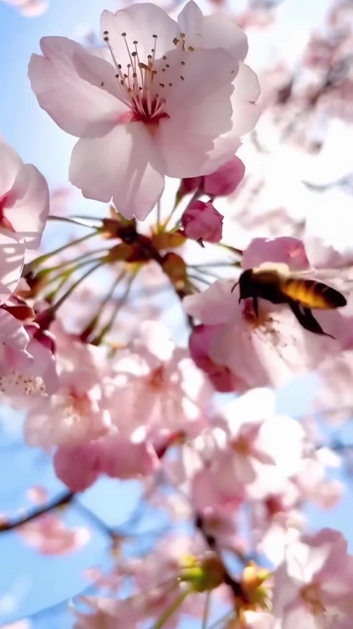A Bee Pollinating Delicate Pink Cherry Blossoms on a Sunny Day