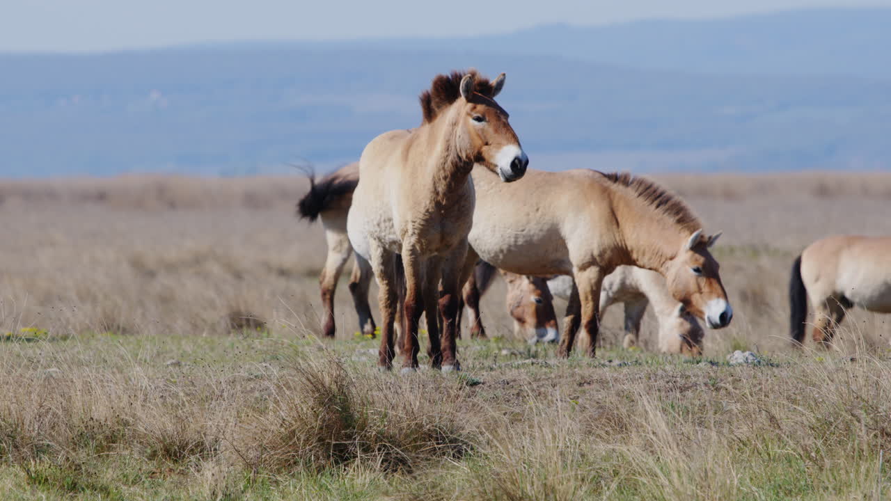 야생 프레발스키 말 한 무리 가 풀 을 잡고 서 있는 초원