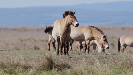 group of wild przewalski horses grazing and standing prairie