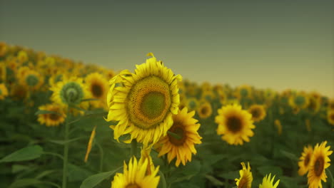 Herrliche-Szene-Mit-Leuchtend-Gelben-Sonnenblumen-Am-Abend