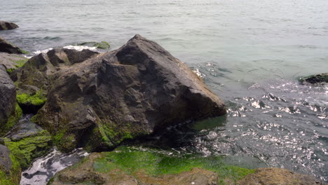 ocean waves rolling over the seaweed covered rocks at the shore