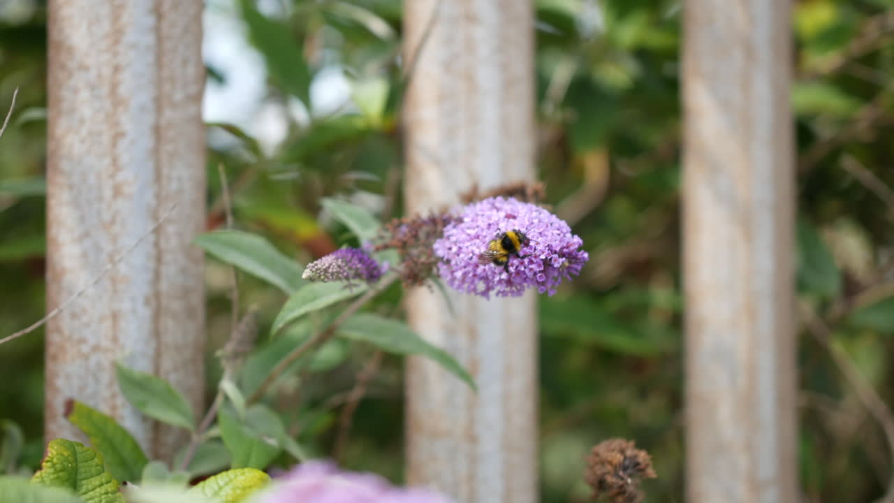 una abeja polinizando una flor en un día ventoso