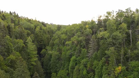 Bosque-En-El-Norte-De-Minnesota-Por-El-Lago-Superior