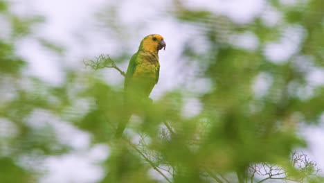 4k-telephoto-of-beautiful-Brown-Throated-Parakeet-perched-on-a-tree,-perfectly-eyeballing-camera-through-tree-branches