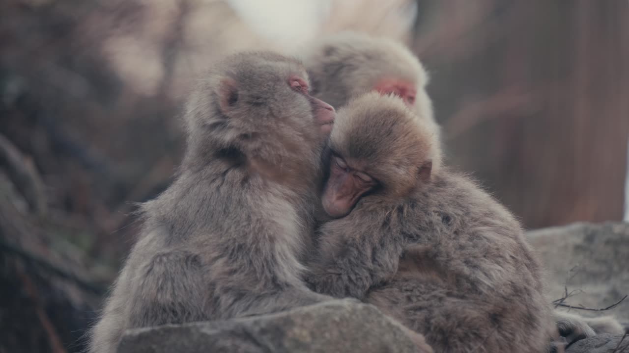 familia de monos de nieve japoneses acurrucados mientras duermen