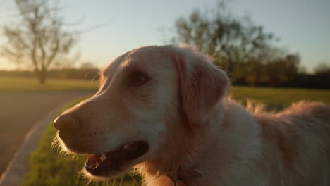 bien comportado perro golden retriever sentado y jadeando con la lengua fuera en la hermosa puesta de sol luz hora de oro