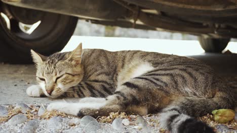 cute and curious cat lies on street in shadow and trys to sleep