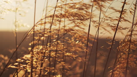 Espiguillas-Secas-Ondeando-En-El-Viento