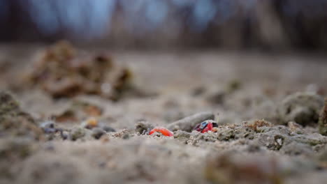 fiddler crabs crawling on ground in bali, indonesia