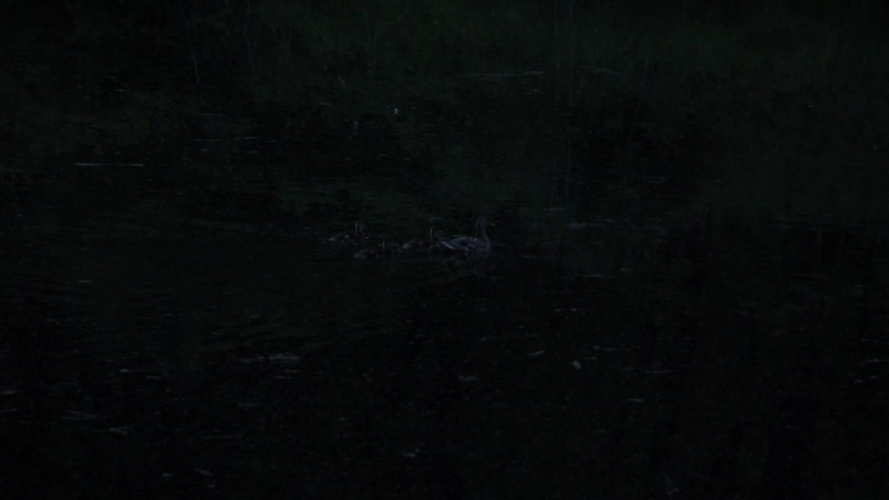 At Dusk in the evening, in a park, a three duck family swims around in a local pond. Documentary in the evening about nature.