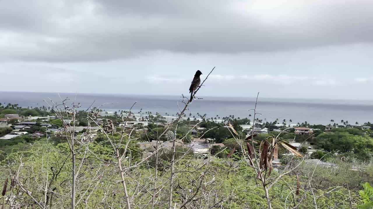 외로운 새는 하와이의 아름다운 해안 마을을 내려다보는 가지에 앉아 바다와 아래의 지역 사회에 대한 조용하고 그림 같은 전망을 제공합니다.