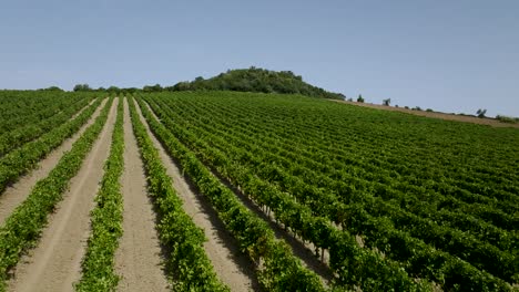 close drone shot of a vineland in portugal with a mount at distance